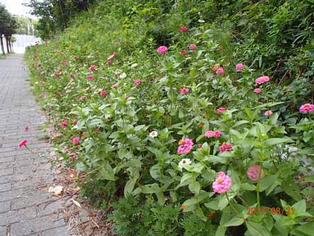 ボンセジュール前歩道脇157