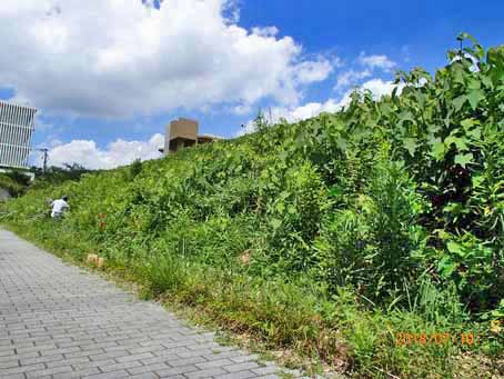 ボンセジュール前歩道脇217