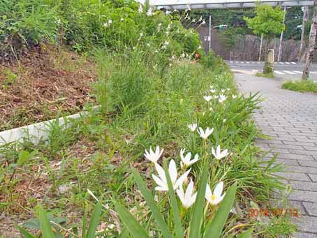 ボンセジュール前歩道脇218