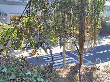 ボンセジュール前歩道脇の歴史12