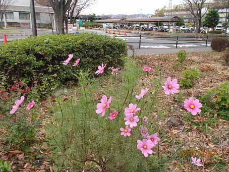 病院前花畑1558