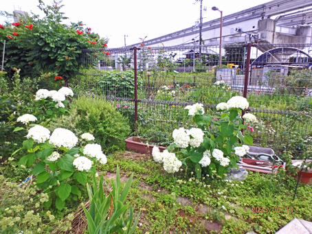 病院前花畑26707