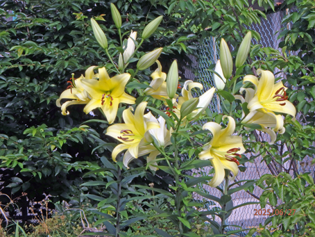 病院前花畑26708