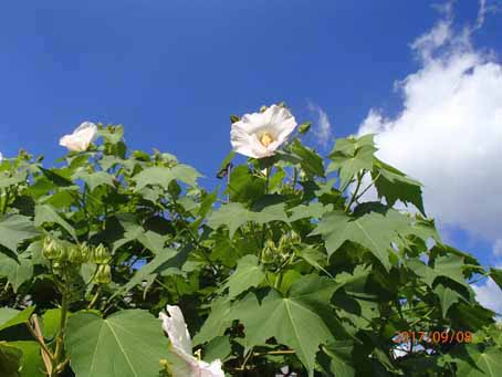 病院前花畑918