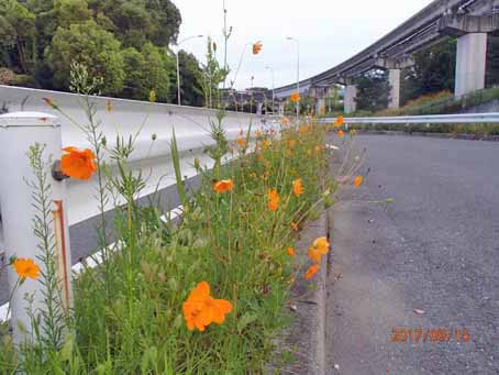 東口前分離帯252