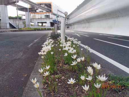 東口前分離帯253