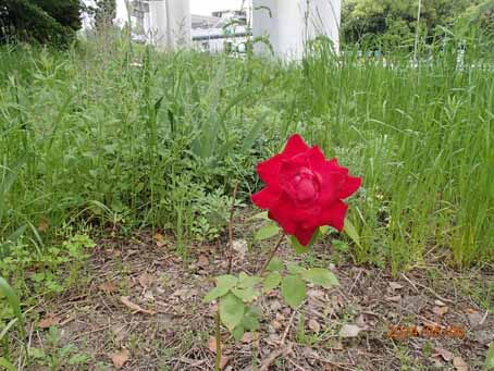 東口前分離帯671