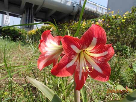 東口前分離帯687