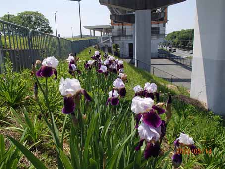 東口前分離帯688