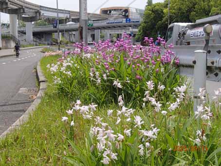 東口前分離帯691