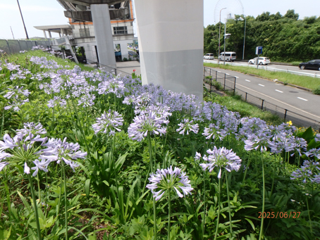 東口前分離帯696