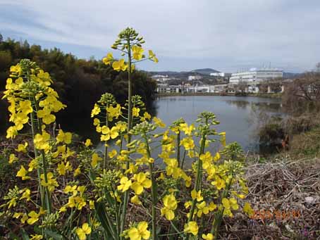 池端花壇596