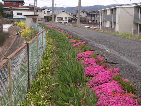 池端花壇597