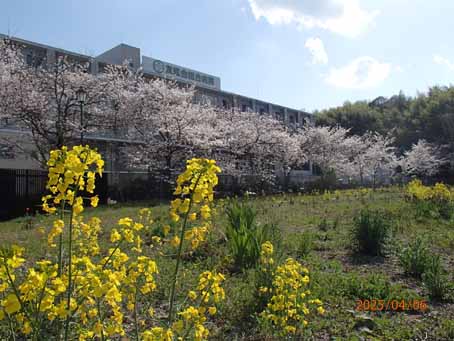 池端花壇598
