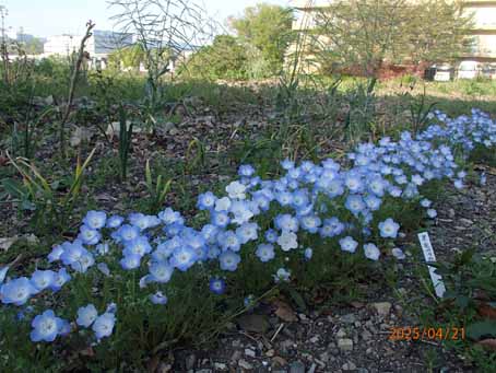 池端花壇604