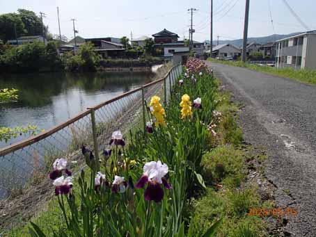 池端花壇607