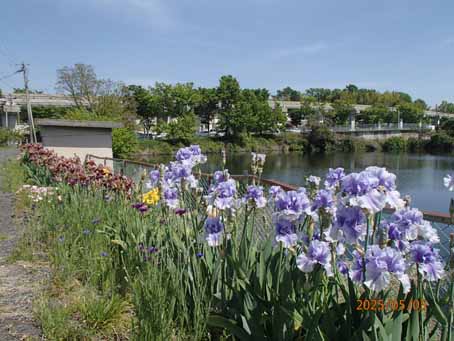 池端花壇606