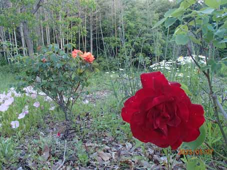 池端花壇609