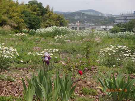 池端花壇612