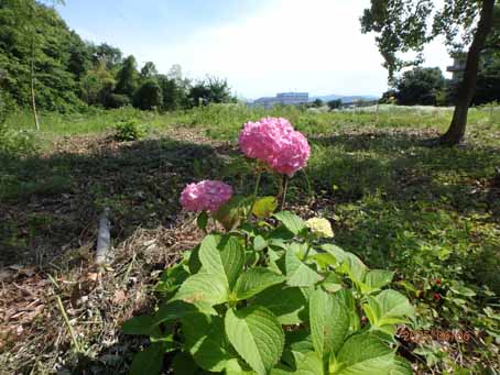 池端花壇614
