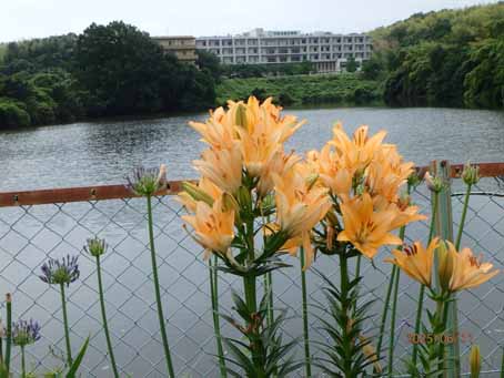 池端花壇615