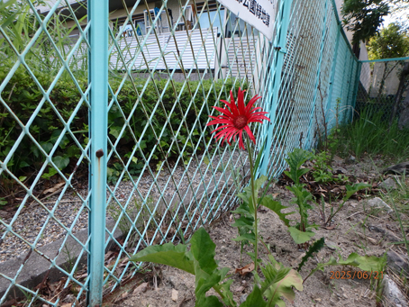 美穂ヶ丘児童遊園349