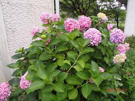 プラザ前花畑1089