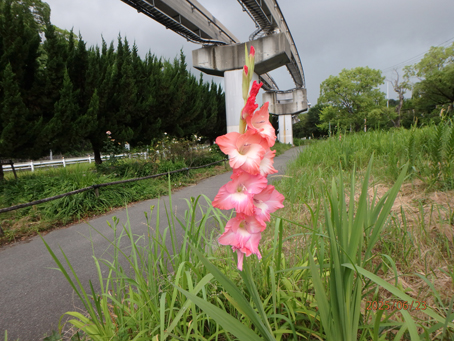 三角枡花畑461