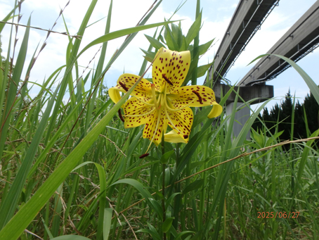 三角枡花畑462