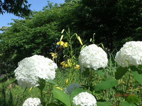 友紘会病院前歩道脇1673
