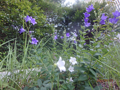 友紘会病院前歩道脇1674