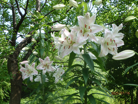 友紘会病院前歩道脇1675