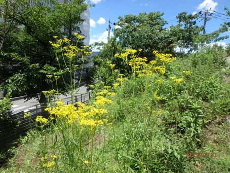 友紘会病院前歩道脇1676