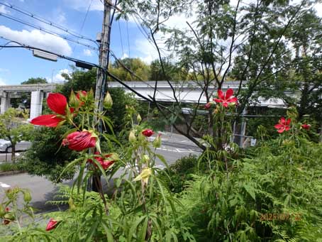 友紘会病院前歩道脇1677