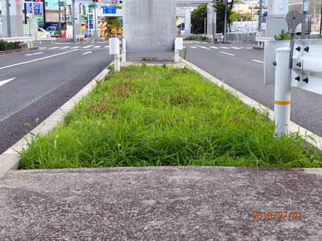 ゆたか橋北分離帯626