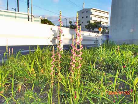 ゆたか橋北分離帯630