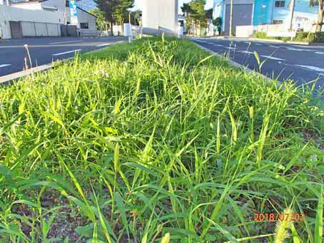 ゆたか橋北分離帯631