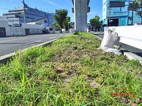 ゆたか橋北分離帯632
