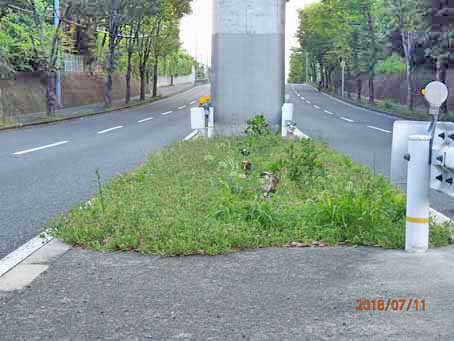 ゆたか橋北分離帯640
