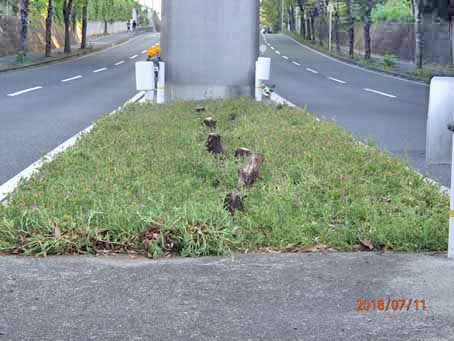 ゆたか橋北分離帯641