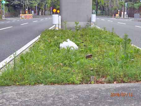 ゆたか橋北分離帯644