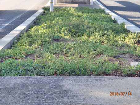 ゆたか橋北分離帯649