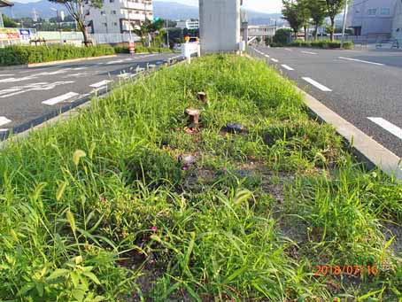 ゆたか橋北分離帯654