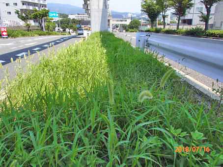 ゆたか橋北分離帯656
