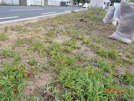 ゆたか橋北分離帯657