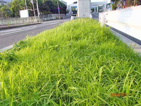 ゆたか橋北分離帯658