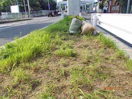 ゆたか橋北分離帯659
