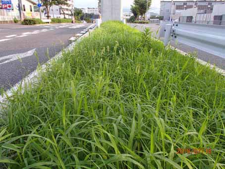 ゆたか橋北分離帯660