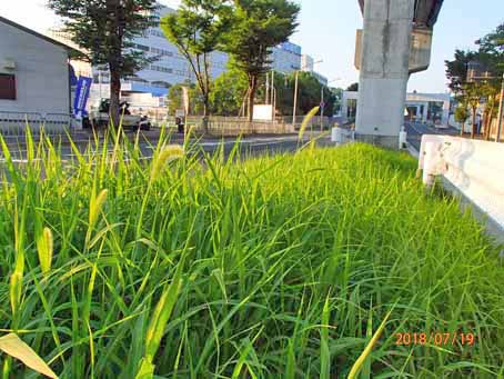 ゆたか橋北分離帯662