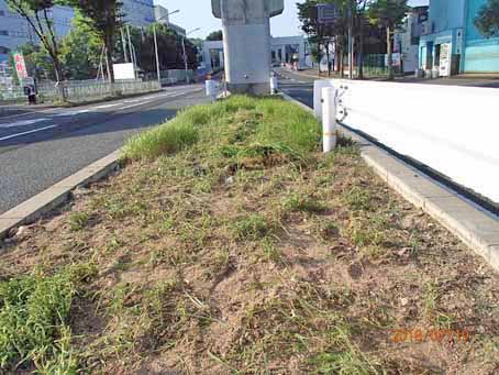 ゆたか橋北分離帯663
